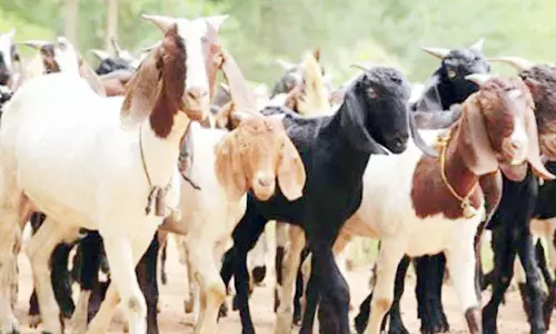 ஆடு வளர்ப்பு தொழிலில் மக்கள் ஆர்வம்