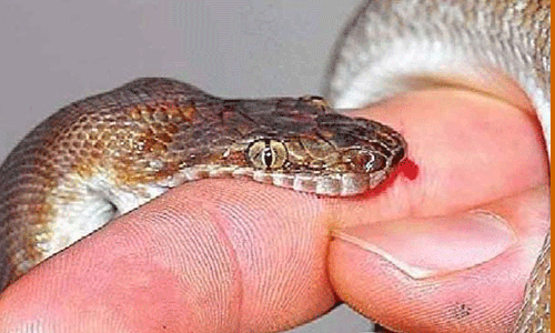 பாம்பு கடியால் 36 பேர் உயிரிழப்பு