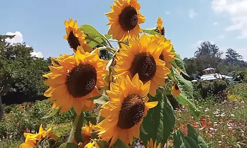 கோத்தகிரியில் பூத்து குலுங்கும் சூரியகாந்தி பூக்கள்