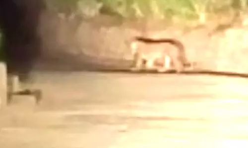 கோத்தகிரியில் சிறுத்தை நடமாட்டம்