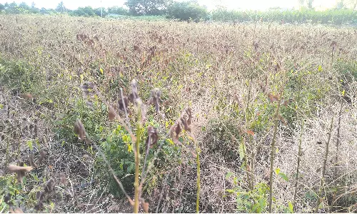 மேட்டுப்பாளையம் பகுதிகளில் செடியிலேயே கருகும் கருவேப்பிலை