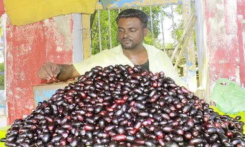 நெல்லையில் விற்பனைக்கு குவிந்த நாவல் பழங்கள்