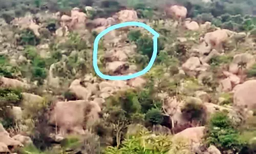 ஏலகிரி மலையில் கரடி நடமாட்டம்