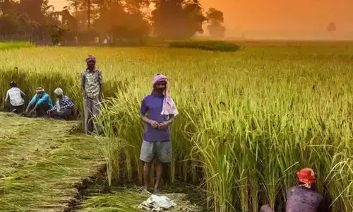 பயிர்களுக்கான குறைந்தபட்ச கொள்முதல் விலை உயர்வு - மத்திய அமைச்சரவை ஒப்புதல்