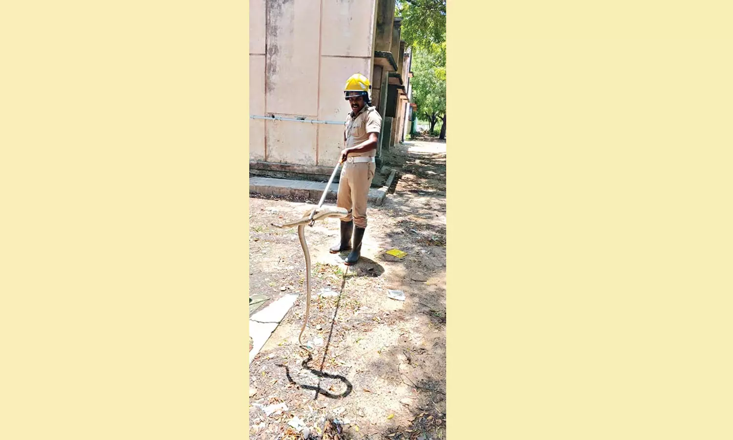 அரசு பள்ளி தண்ணீர் தொட்டியில் கிடந்த சாரைப்பாம்பு