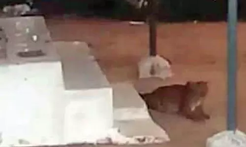 மாஞ்சோலையில் கோவில் முன்பு படுத்திருக்கும் குட்டி சிறுத்தை- சமூக வலைதளங்களில் காட்சிகள் வைரல்