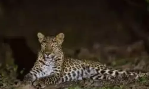 சிறுத்தை நடமாட்டத்தால் பொதுமக்கள் அச்சம்- சுற்றுலா பயணிகளுக்கு வனத்துறை எச்சரிக்கை