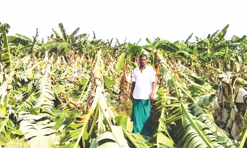சூறாவளிக்காற்றுடன் பலத்த மழை- புதுக்கோட்டை மாவட்டத்தில் 500 ஏக்கர் வாழை சாய்ந்தன