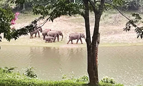 தேக்கடி ஏரி பகுதியில் கூட்டமாக வரும் யானைகளால் சுற்றுலா பயணிகள் உற்சாகம்