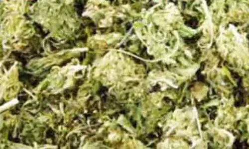 கஞ்சா விற்பனை அமோகம்