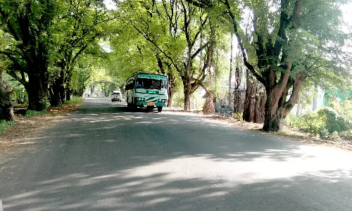 சாலை விரிவாக்க பணிக்காக  950 மரங்கள் வெட்டி அகற்றப்படுகிறது