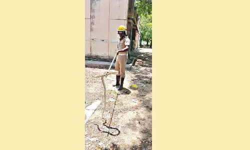 அரசு பள்ளி தண்ணீர் தொட்டியில் கிடந்த சாரைப்பாம்பு