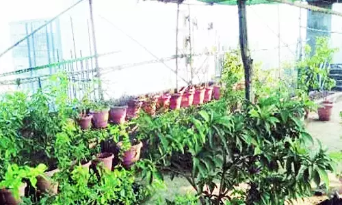 157 பள்ளிகளில் பசுமை தோட்டம்