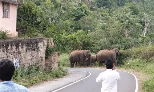 கோவை-மஞ்சூர் சாலையில் வாகனங்களை நிறுத்தி விலங்குகளை புகைப்படம் எடுக்கும் சுற்றுலா பயணிகள்