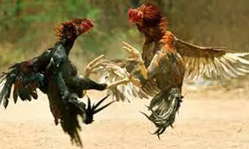 கும்மிடிப்பூண்டியில் அனுமதியின்றி சேவல் சண்டை நடத்திய 4 பேர் கைது