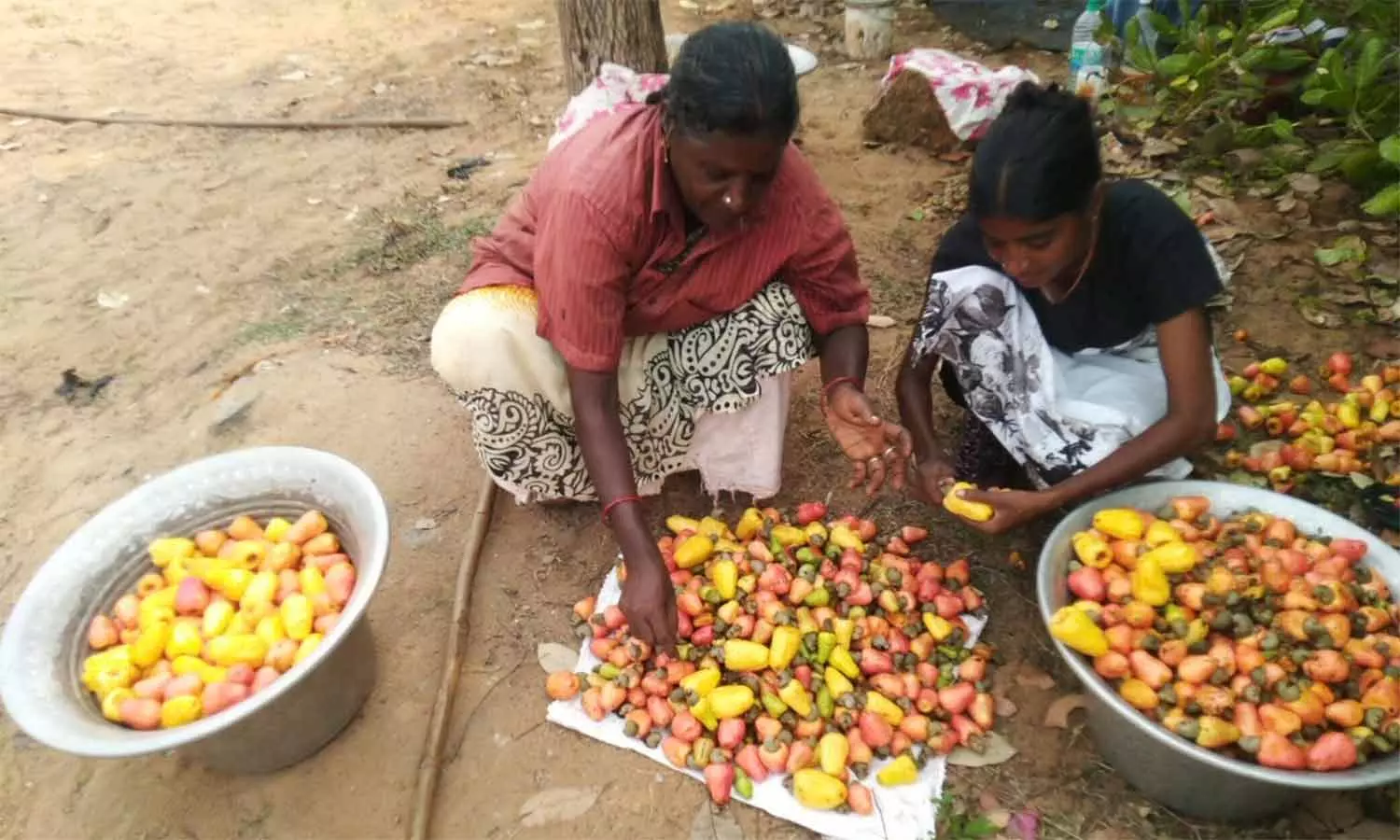 மாமல்லபுரம் கிழக்கு கடற்கரை சாலையில் முந்திரி சீசன் துவங்கியது மாமல்லபுரம் கிழக்கு கடற்கரை சாலையில் முந்திரி சீசன் துவங்கியது