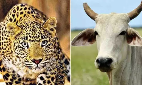 காங்கயம் அருகே கன்றுக்குட்டியை கொல்ல முயன்ற சிறுத்தையை விரட்டியடித்த மாடுகள்