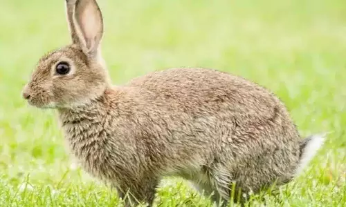 அவிநாசி அருகே முயல் வேட்டைக்கு சென்ற மக்களை தடுத்து நிறுத்திய வனத்துறையினர்