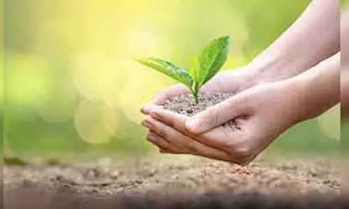 பெரம்பலூர் கோட்ட நெடுஞ்சாலைத்துறை சார்பில் 5 ஆயிரம் மரக்கன்றுகள் நடும் பணி்