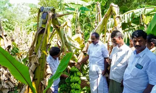 சூறைக்காற்றால் பாதிக்கப்பட்ட விவசாயிகளுக்கு இழப்பீடு வழங்கப்படும்-அமைச்சர் மெய்யநாதன் உறுதி