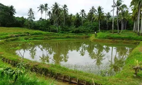 மழை நீரால் நிரம்பி ரம்மியமாக காட்சியளிக்கும் ராசாத்தாள் குட்டை