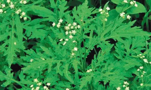 பார்த்தீனியத்தை களை எடுக்க விவசாயிகளுக்கு ஆலோசனை