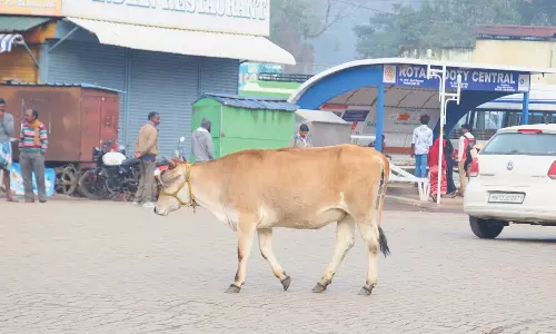 ஊட்டியில் நடுரோட்டில் வலம் வரும் கால்நடைகள்