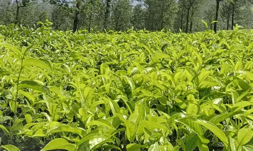 வால்பாறையில் பசுந்தேயிலை பறிக்கும் பணி தீவிரம்