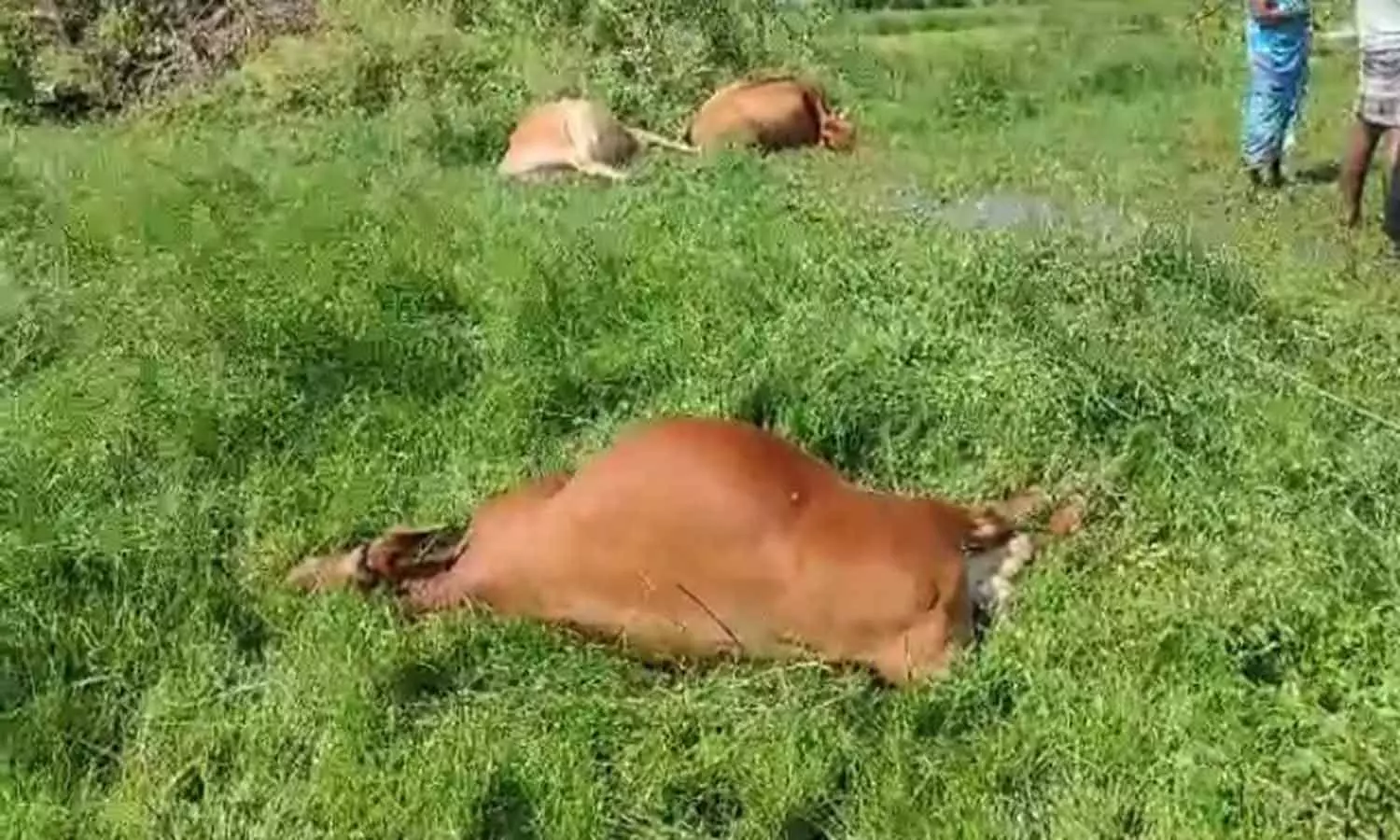 மின்சாரம் தாக்கி 4 மாடுகள் பலி