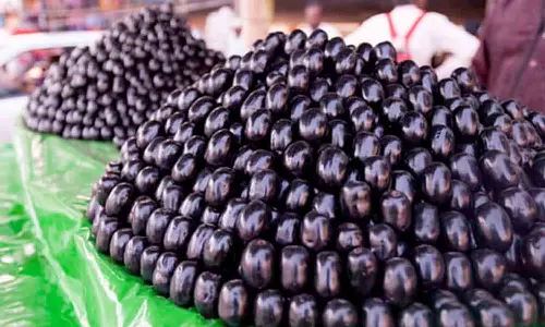 உடுமலை பகுதியில் ஆந்திர நாவல்பழங்கள் விற்பனை