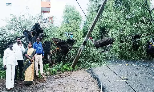 பலத்த மழையால் மரங்கள் சாய்ந்தன