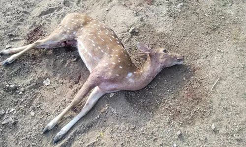 தியாகதுருகம் அருகே நாய் கடித்து குதறியதில் உயிரிழந்த மான்:குடிநீர் தேடி வந்த போது பரிதாபம்