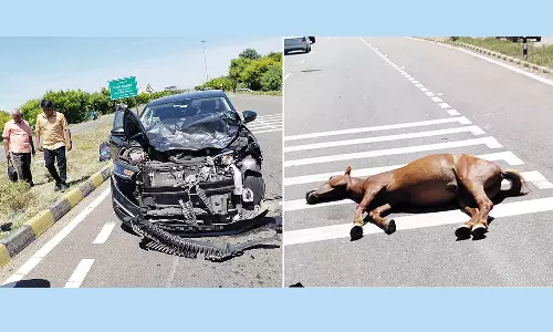 கார் மோதி குதிரை பலி