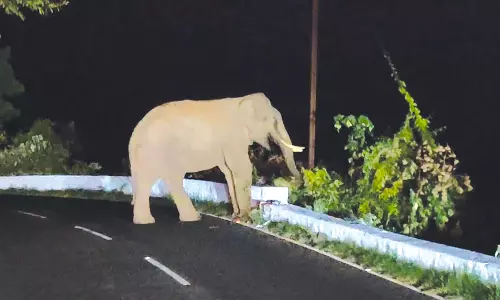 கோத்தகிரி அருகே மலைப்பாதையில் திரிந்த ஒற்றை யானை