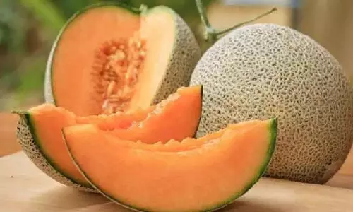 போச்சம்பள்ளி  பதப்படுத்தும் நிலையத்தில்  500 மெட்ரிக் டன்   முலாம்பழம் ஏற்றுமதி