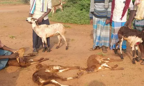 நாமக்கல்லில் வெறிநாய் கடித்து 29 ஆடுகள் சாவு