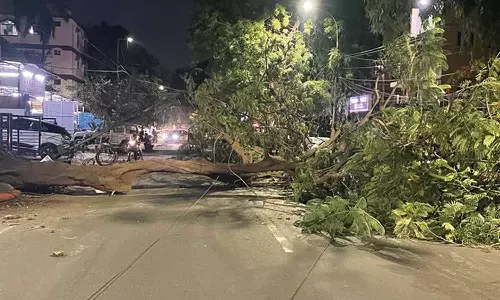 அசோக்நகரில் சூறாவளி காற்றால் வேரோடு சாய்ந்த மரம்- ஒரு மணி நேரம் போக்குவரத்து நிறுத்தம்