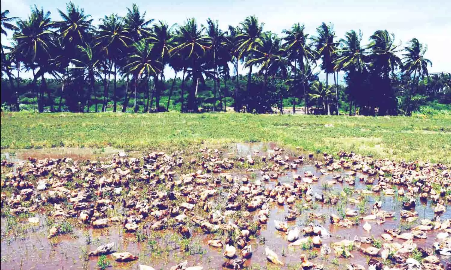 காலி நிலங்களில் வாத்து கூட்டத்தை மேய்ச்சலுக்கு விடும் விவசாயிகள் காலி நிலங்களில் வாத்து கூட்டத்தை மேய்ச்சலுக்கு விடும் விவசாயிகள்