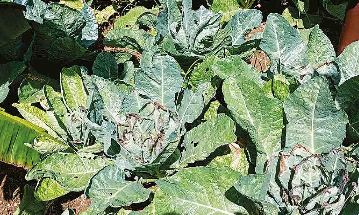 பூச்சி மருந்தை மாற்றிக்கொடுத்ததால் கருகிய காலிபிளவர்கள் - விவசாயி புகார்