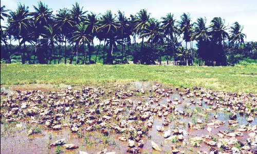 காலி நிலங்களில் வாத்து  கூட்டத்தை  மேய்ச்சலுக்கு விடும் விவசாயிகள்