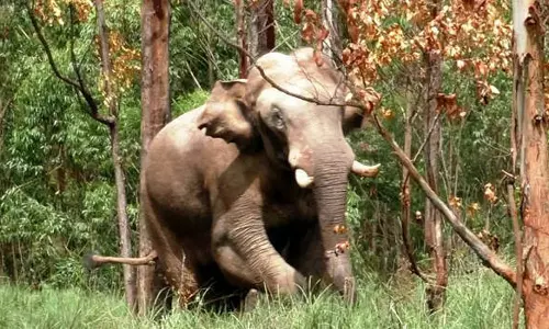 கொச்சியில் அரிசிக்கொம்பன் யானையை மீண்டும் கேரளாவில் விடக்கோரி யாகம்-பேரணி