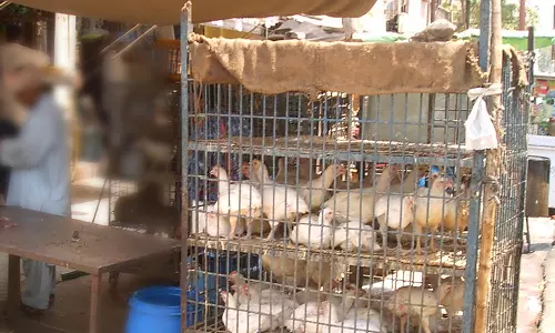 நெல்லை மாநகரில் கோழிக்கறி விலை திடீர் உயர்வு- கிலோவுக்கு ரூ.50 வரை அதிகரித்தது