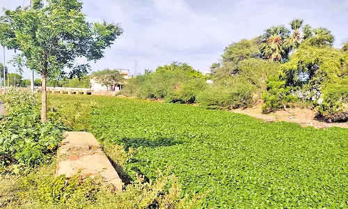 அமலைச்செடிகள் - கட்டிடக்கழிவுகளால் கழிவுநீர் கால்வாயாக காட்சியளிக்கும்  பாளையங்கால்வாய்