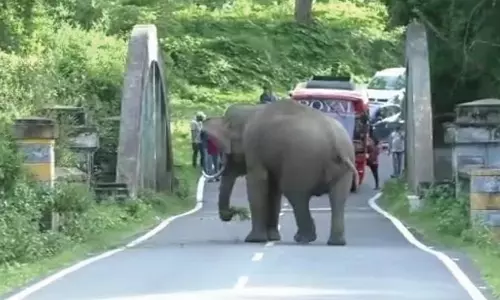 கூடலூர்-மைசூர் சாலையில் வாகனங்களை வழிமறித்து நின்ற ஒற்றை காட்டு யானை