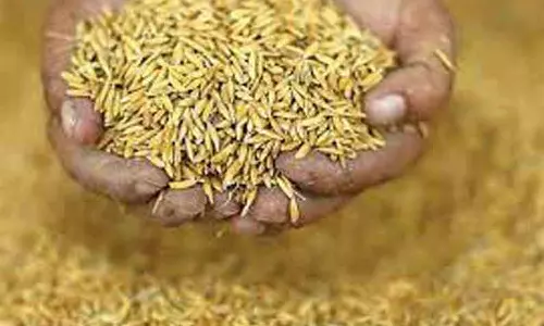 குறுவை பட்டத்துக்கு தேவையான விதை நெல் மானியத்தில் வினியோகம்