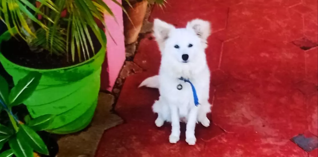 வடவள்ளி அருகே கொள்ளையடிக்க இடையூறு-நாய்களை நாய்களை திருடும் கும்பல் வடவள்ளி அருகே கொள்ளையடிக்க இடையூறு-நாய்களை நாய்களை திருடும் கும்பல்