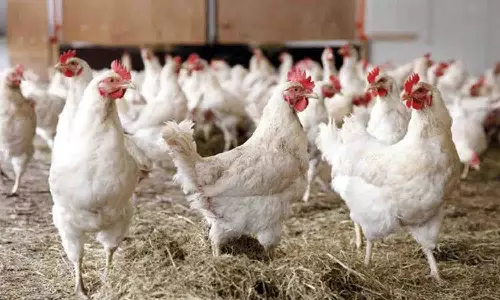 வெயிலின் தாக்கத்தால் கோழி இறைச்சி விலை உயர்வு