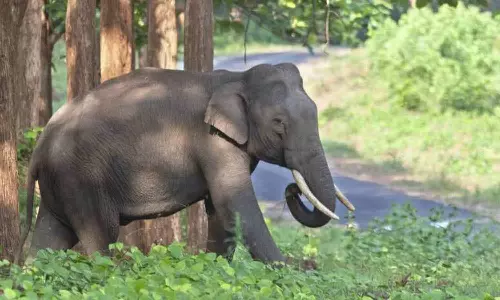 அரிசிக்கொம்பன் யானை நீண்ட ஆயுள்-நலம் பெற வேண்டி திருச்சூர் கோவிலில் சிறப்பு பூஜைகள்