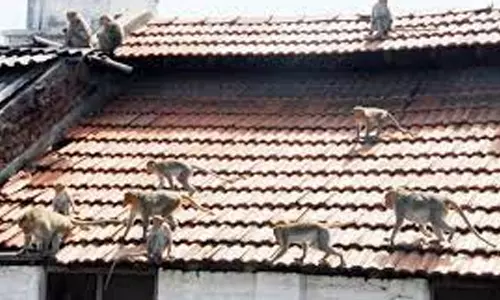 குரங்குகள் தொல்லையால் பொதுமக்கள் அவதி
