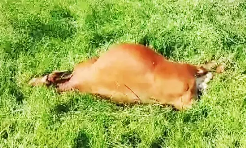 மின்சாரம் தாக்கி பசு மாடு பலி